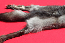 Load image into Gallery viewer, BLACK Canadian wolf - Taxidermy Quality - WLF1006