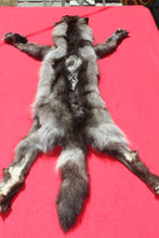 Load image into Gallery viewer, BLACK Canadian wolf - Taxidermy Quality - WLF1006