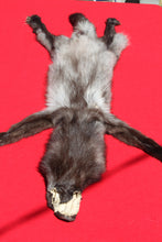 Load image into Gallery viewer, BLACK Canadian wolf - Taxidermy Quality - WLF1006