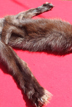Load image into Gallery viewer, BLACK Canadian wolf - Taxidermy Quality - WLF1006