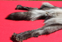Load image into Gallery viewer, BLACK Canadian wolf - Taxidermy Quality - WLF1006