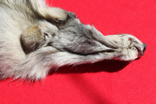 Load image into Gallery viewer, Canadian Gray Wolf - Taxidermy Quality - WLF1007