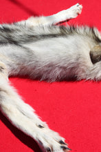 Load image into Gallery viewer, Canadian Gray Wolf - Taxidermy Quality - WLF1007