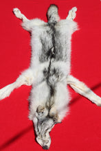 Load image into Gallery viewer, Canadian Gray Wolf - Taxidermy Quality - WLF1007