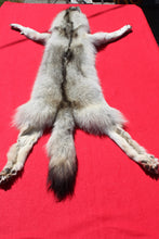 Load image into Gallery viewer, Canadian Gray Wolf - Taxidermy Quality - WLF1007