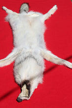Load image into Gallery viewer, Canadian Gray Wolf - Taxidermy Quality - WLF1007