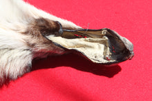Load image into Gallery viewer, Canadian Gray Wolf - Taxidermy Quality - WLF1007