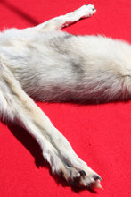 Load image into Gallery viewer, Canadian Gray Wolf - Taxidermy Quality - WLF1007