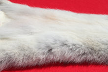 Load image into Gallery viewer, Canadian Gray Wolf - Taxidermy Quality - WLF1007