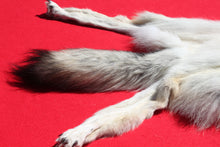 Load image into Gallery viewer, Canadian Gray Wolf - Taxidermy Quality - WLF1007