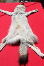Load image into Gallery viewer, Canadian Gray Wolf - Taxidermy Quality - WLF1007
