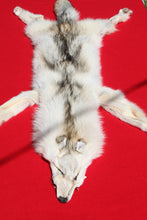 Load image into Gallery viewer, Canadian Arctic Wolf - Taxidermy Quality - WLF1009