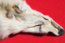 Load image into Gallery viewer, Canadian Arctic Wolf - Taxidermy Quality - WLF1009