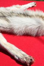 Load image into Gallery viewer, Canadian Arctic Wolf - Taxidermy Quality - WLF1009
