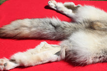 Load image into Gallery viewer, Canadian Arctic Wolf - Taxidermy Quality - WLF1009