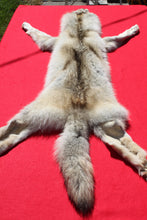 Load image into Gallery viewer, Canadian Arctic Wolf - Taxidermy Quality - WLF1009