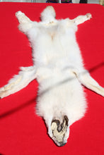 Load image into Gallery viewer, Canadian Arctic Wolf - Taxidermy Quality - WLF1009