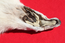 Load image into Gallery viewer, Canadian Arctic Wolf - Taxidermy Quality - WLF1009
