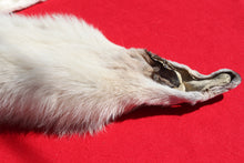 Load image into Gallery viewer, Canadian Arctic Wolf - Taxidermy Quality - WLF1009