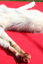 Load image into Gallery viewer, Canadian Arctic Wolf - Taxidermy Quality - WLF1009