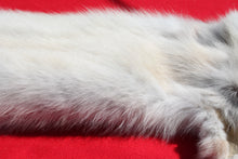 Load image into Gallery viewer, Canadian Arctic Wolf - Taxidermy Quality - WLF1009