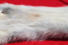 Load image into Gallery viewer, Canadian Arctic Wolf - Taxidermy Quality - WLF1009