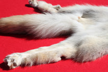 Load image into Gallery viewer, Canadian Arctic Wolf - Taxidermy Quality - WLF1009