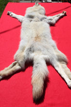 Load image into Gallery viewer, Canadian Arctic Wolf - Taxidermy Quality - WLF1009