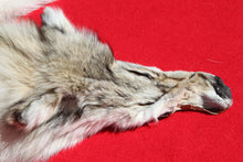 Load image into Gallery viewer, Canadian Arctic Wolf - Taxidermy Quality - WLF1010
