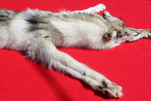 Load image into Gallery viewer, Canadian Arctic Wolf - Taxidermy Quality - WLF1010