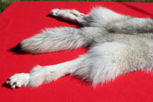 Load image into Gallery viewer, Canadian Arctic Wolf - Taxidermy Quality - WLF1010