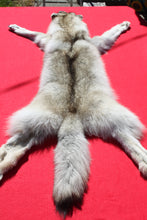 Load image into Gallery viewer, Canadian Arctic Wolf - Taxidermy Quality - WLF1010