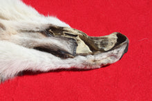 Load image into Gallery viewer, Canadian Arctic Wolf - Taxidermy Quality - WLF1010