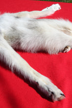 Load image into Gallery viewer, Canadian Arctic Wolf - Taxidermy Quality - WLF1010