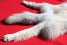 Load image into Gallery viewer, Canadian Arctic Wolf - Taxidermy Quality - WLF1010