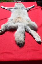 Load image into Gallery viewer, Canadian Arctic Wolf - Taxidermy Quality - WLF1010