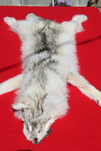 Load image into Gallery viewer, Canadian Arctic Wolf - Taxidermy Quality - WLF1011