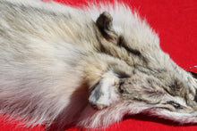 Load image into Gallery viewer, Canadian Arctic Wolf - Taxidermy Quality - WLF1011