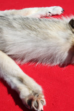 Load image into Gallery viewer, Canadian Arctic Wolf - Taxidermy Quality - WLF1011