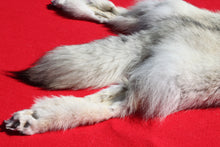 Load image into Gallery viewer, Canadian Arctic Wolf - Taxidermy Quality - WLF1011