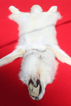 Load image into Gallery viewer, Canadian Arctic Wolf - Taxidermy Quality - WLF1011