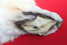 Load image into Gallery viewer, Canadian Arctic Wolf - Taxidermy Quality - WLF1011
