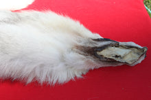 Load image into Gallery viewer, Canadian Arctic Wolf - Taxidermy Quality - WLF1011