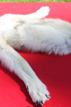 Load image into Gallery viewer, Canadian Arctic Wolf - Taxidermy Quality - WLF1011