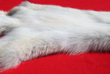 Load image into Gallery viewer, Canadian Arctic Wolf - Taxidermy Quality - WLF1011