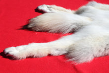 Load image into Gallery viewer, Canadian Arctic Wolf - Taxidermy Quality - WLF1011
