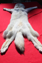 Load image into Gallery viewer, Canadian Arctic Wolf - Taxidermy Quality - WLF1011