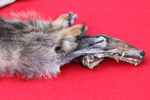 Load image into Gallery viewer, North Idaho Wolf - Taxidermy Quality - WLF1015