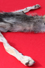 Load image into Gallery viewer, North Idaho Wolf - Taxidermy Quality - WLF1015