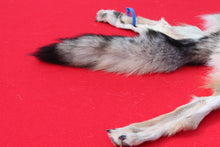Load image into Gallery viewer, North Idaho Wolf - Taxidermy Quality - WLF1015